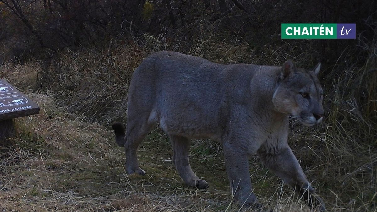 Monitorean Con Cámaras A Pumas En El Parque Nacional Patagonia