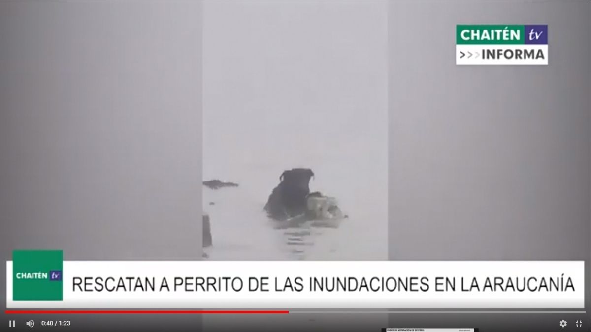 Rescatan A Perrito De Las Inundaciones En La Araucanía