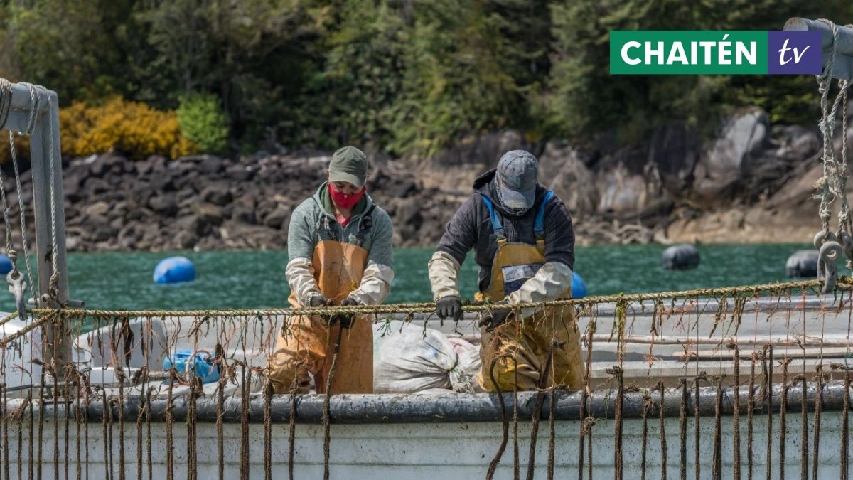 Abren Concurso Para Pequeños Productores De Choritos