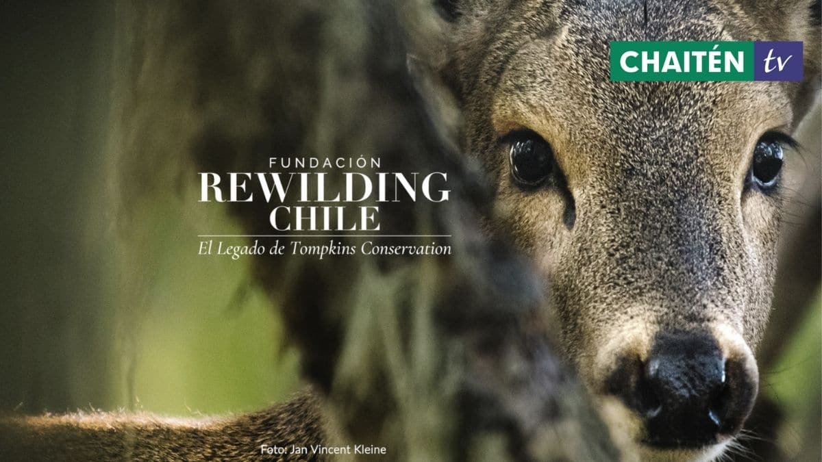 Tompkins Conservation Chile Ahora Es Rewilding Chile