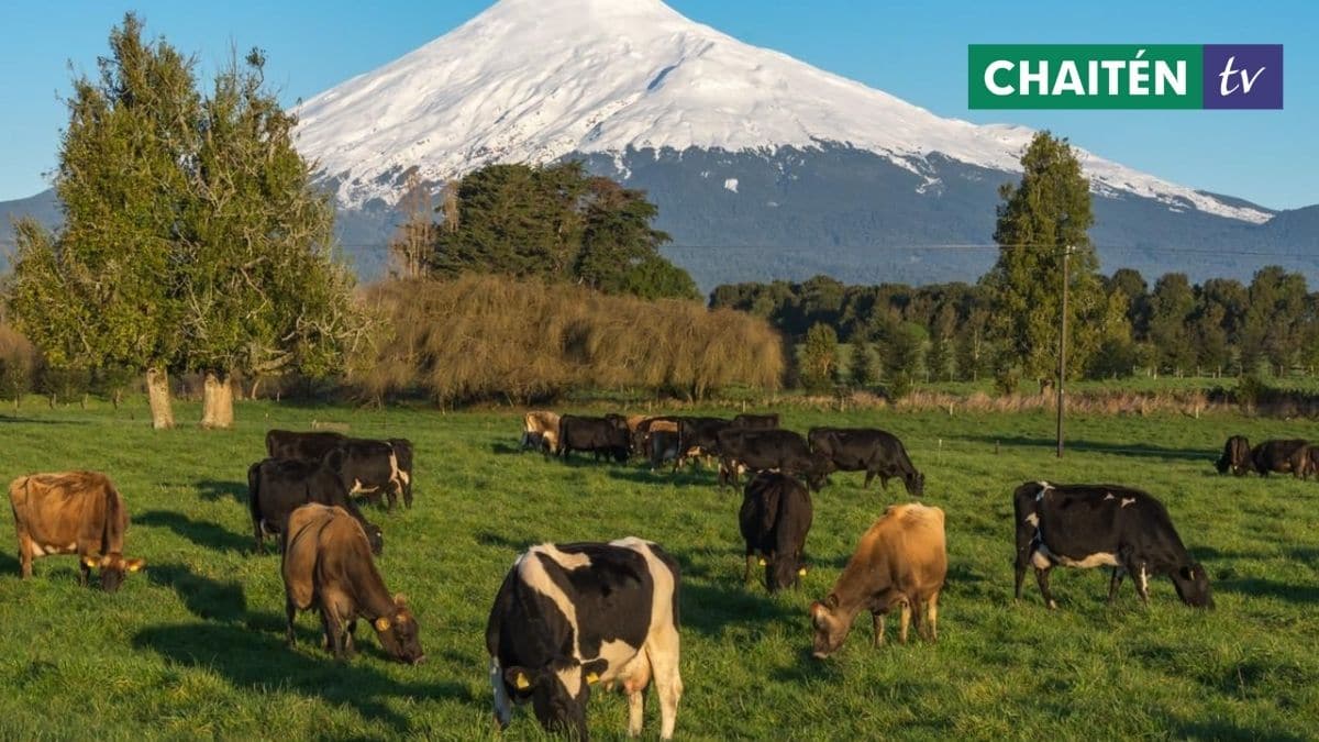 La Marca De Leche Chilena En El Mundo “Chile Milk”