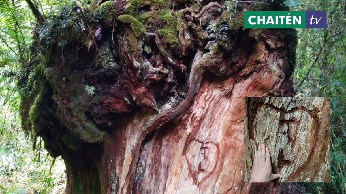 Rechazo A Tallado En Milenario Alerce Del Parque Nacional Pumalín