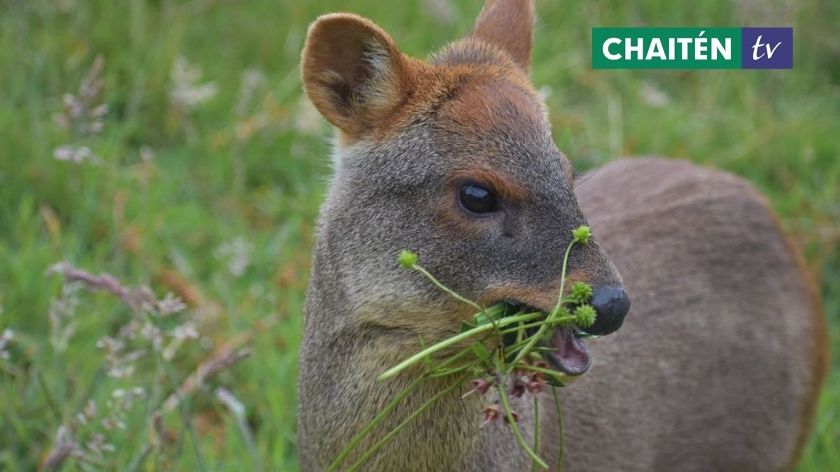 Se Crea Alianzas Para La Preservación De La Fauna Silvestre