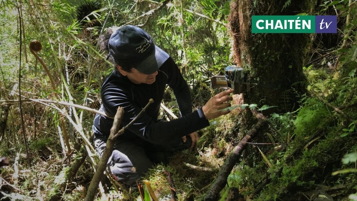 Parque Nacional Pumalín Douglas Tompkins Contará Con Monitoreo