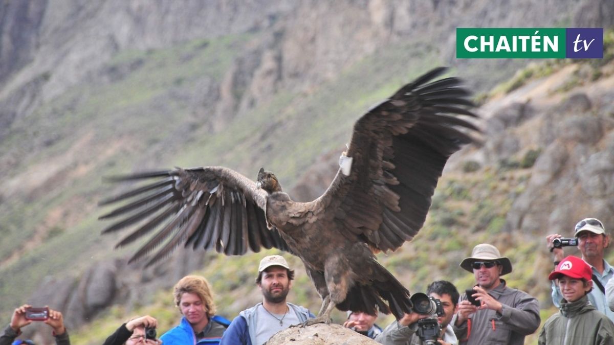 Cóndores Rehabilitados Serán Trasladados A PN Patagonia