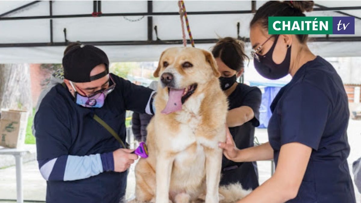 Destinan Más De $130 Millones A 11 Ong’s Animalistas De La Región