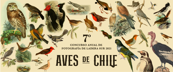 Concurso De Fotografía “Aves De Chile 2021”