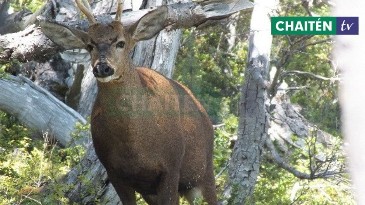 Amenazas Del Huemul En Reserva Nacional Futaleufú