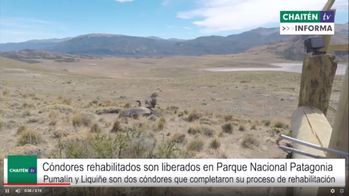 Cóndores Rehabilitados Son Liberados En Parque Nacional Patagonia