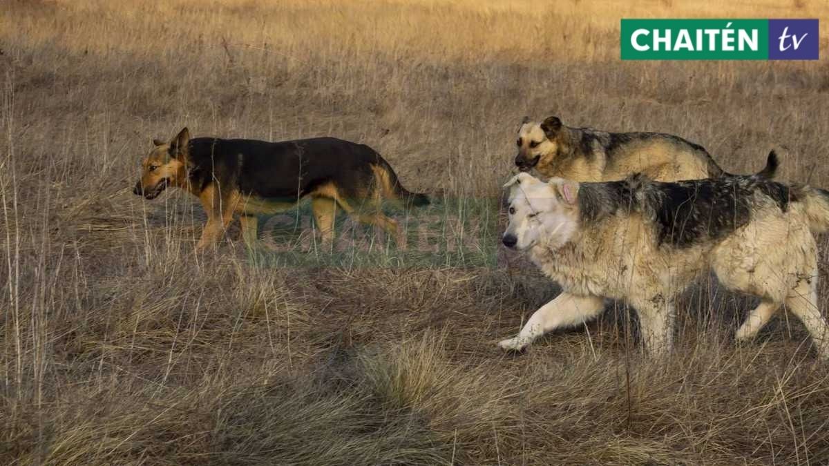 Jaurías Ponen En Riesgo Al Ganado Y Fauna Silvestre De La Zona