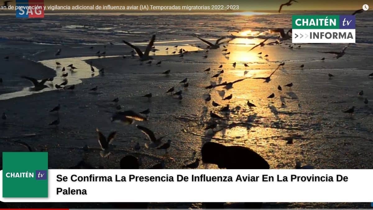 Se Confirma La Presencia De Influenza Aviar En La Provincia A De Palena