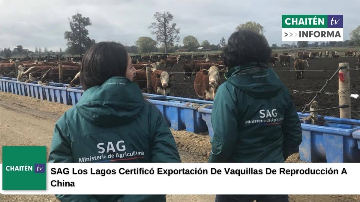 SAG Los Lagos Certificó Exportación De Vaquillas De Reproducción A China