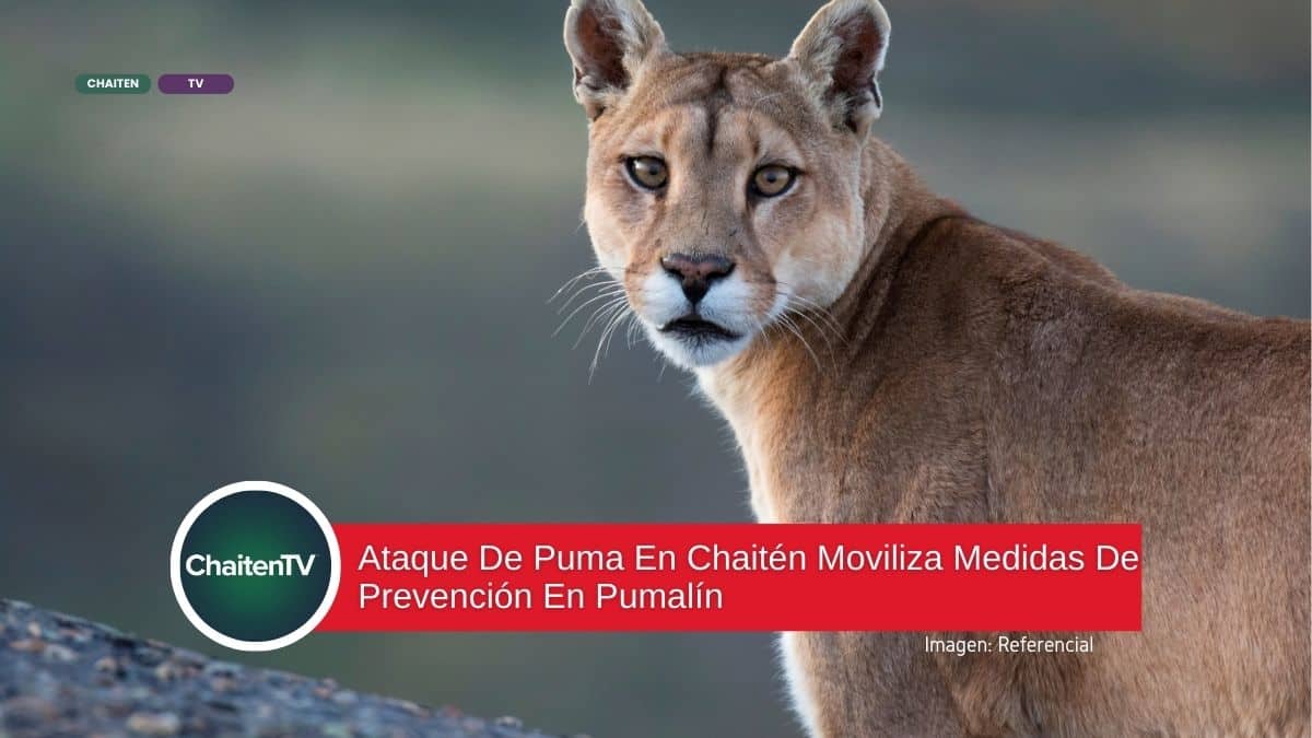 Ataque De Puma En Chaitén Moviliza Medidas De Prevención En Pumalín
